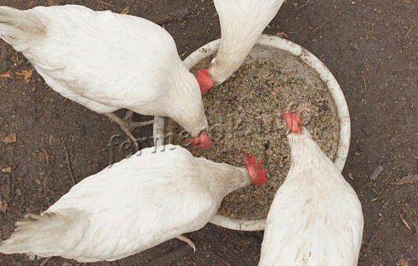 Русская белая порода кур: описание, фото и отзывы