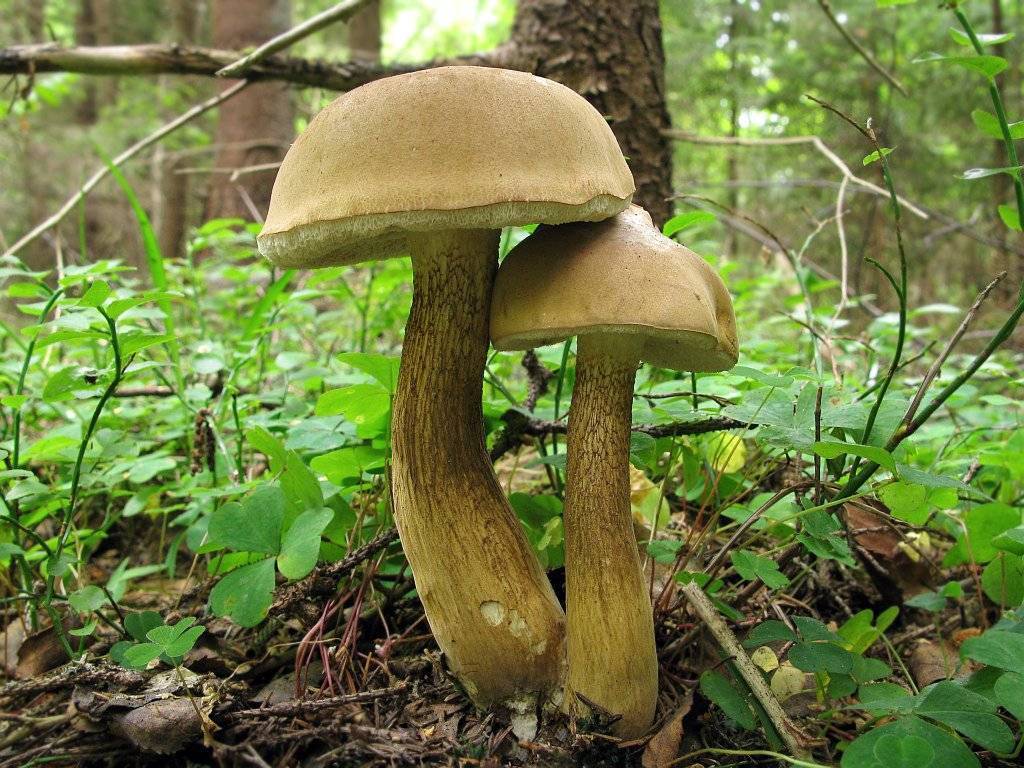 Белый гриб — места произрастания, выращивание на дому + 81 фото
