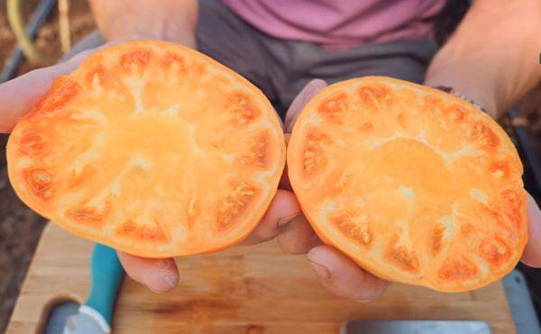 Томат оранж: описание сорта, характеристики, выращивание в теплице, правила ухода, отзывы