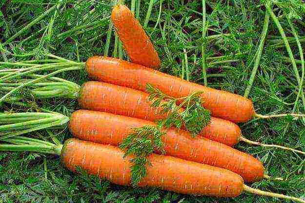 Когда сажать морковь в подмосковье, в ленинградской области, в средней полосе, какой последний срок, сеют ли в открытый грунт под зиму, а также отличия в выращивании русский фермер