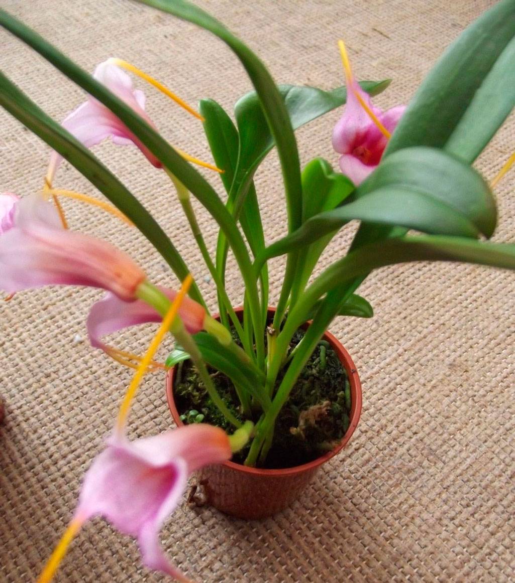Посадка и уход за орхидеей в домашних условиях: как не совершить ошибку?