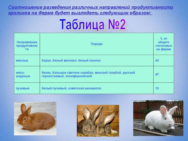 Разведение кроликов: открытие бизнеса по торговле мясом