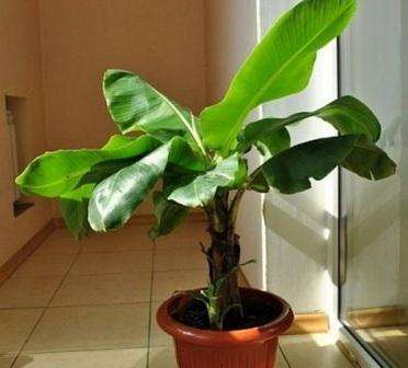 Как вырастить банановое дерево дома? инструкция по выращиванию из покупного банана