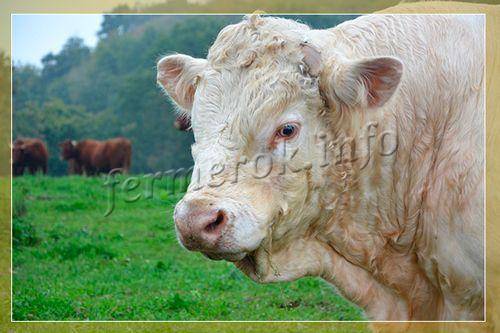 Мясная герефордская порода коров: характеристика