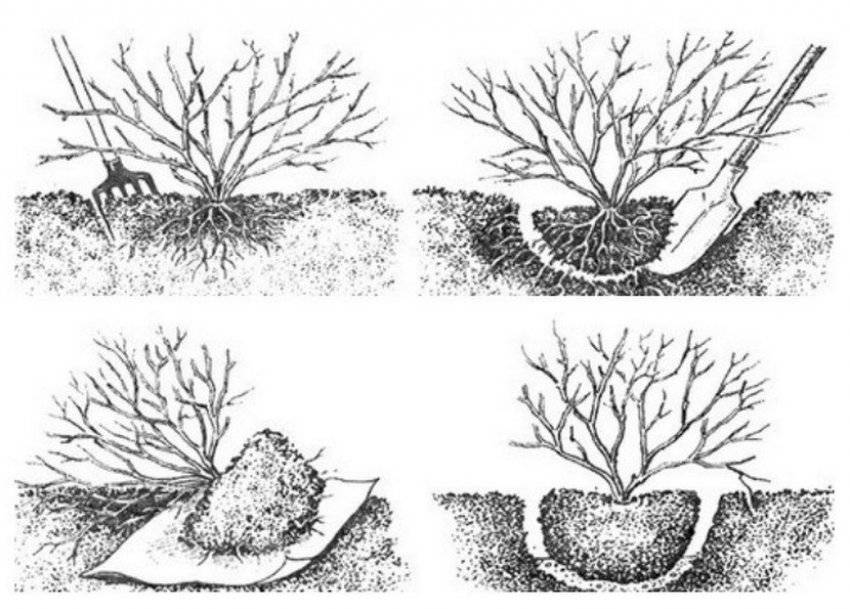 Когда лучше пересаживать крыжовник. Посадка крыжовника осенью. Посадка кустов смородины весной. Посадка смородины осенью. Глубина посадки крыжовника весной.