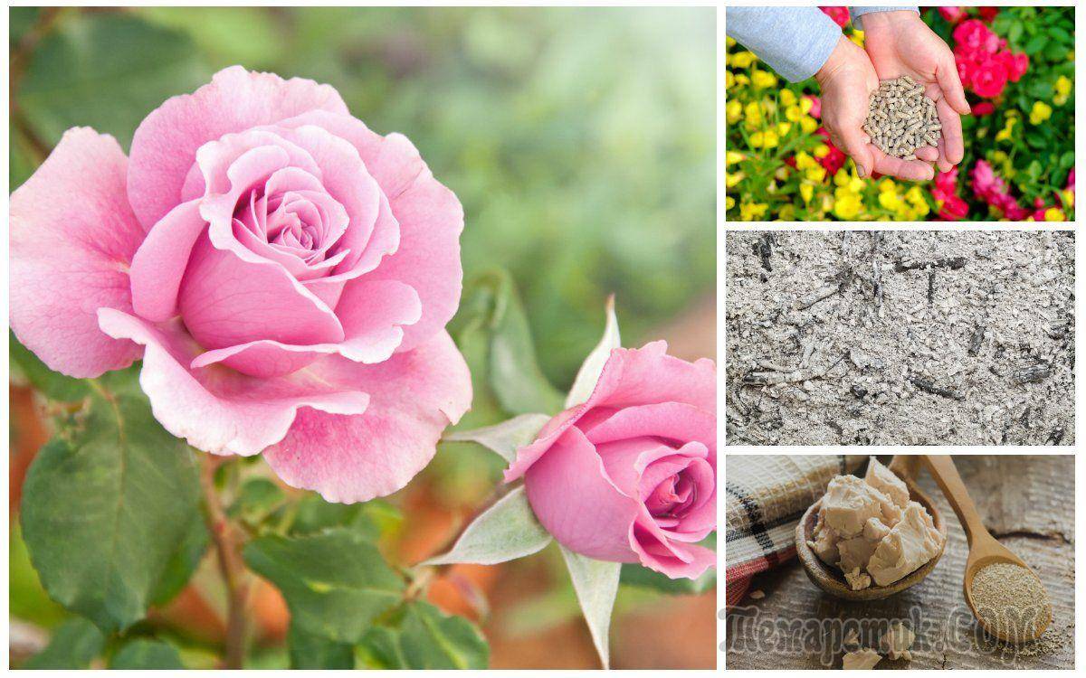 Чем подкормить розы весной — для буйного цветения