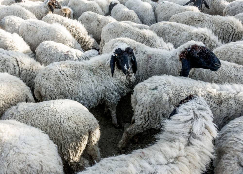 Описание самых популярных мясных пород овец, их отличительные особенности и правила разведения