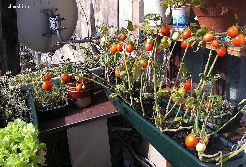 Выращиваем помидоры на балконе
