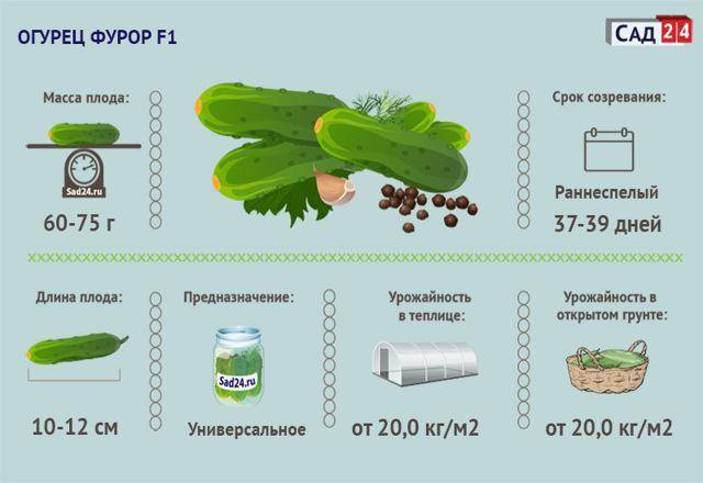 Огурец фурор f1: описание сорта, отзывы, фото, посадка, уход, характеристика