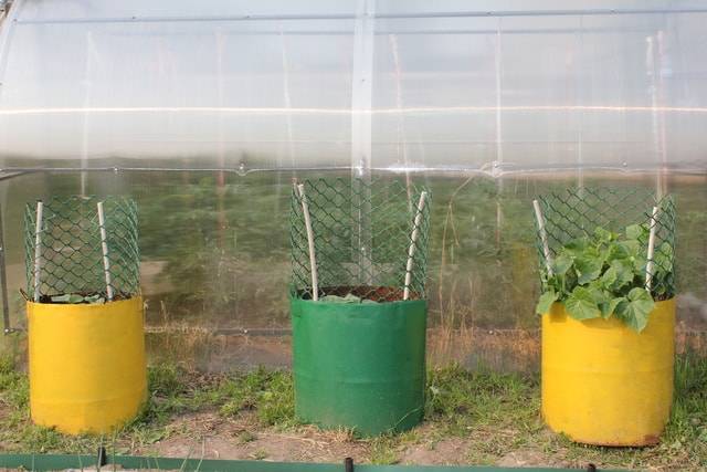Выращивание огурцов в бочке