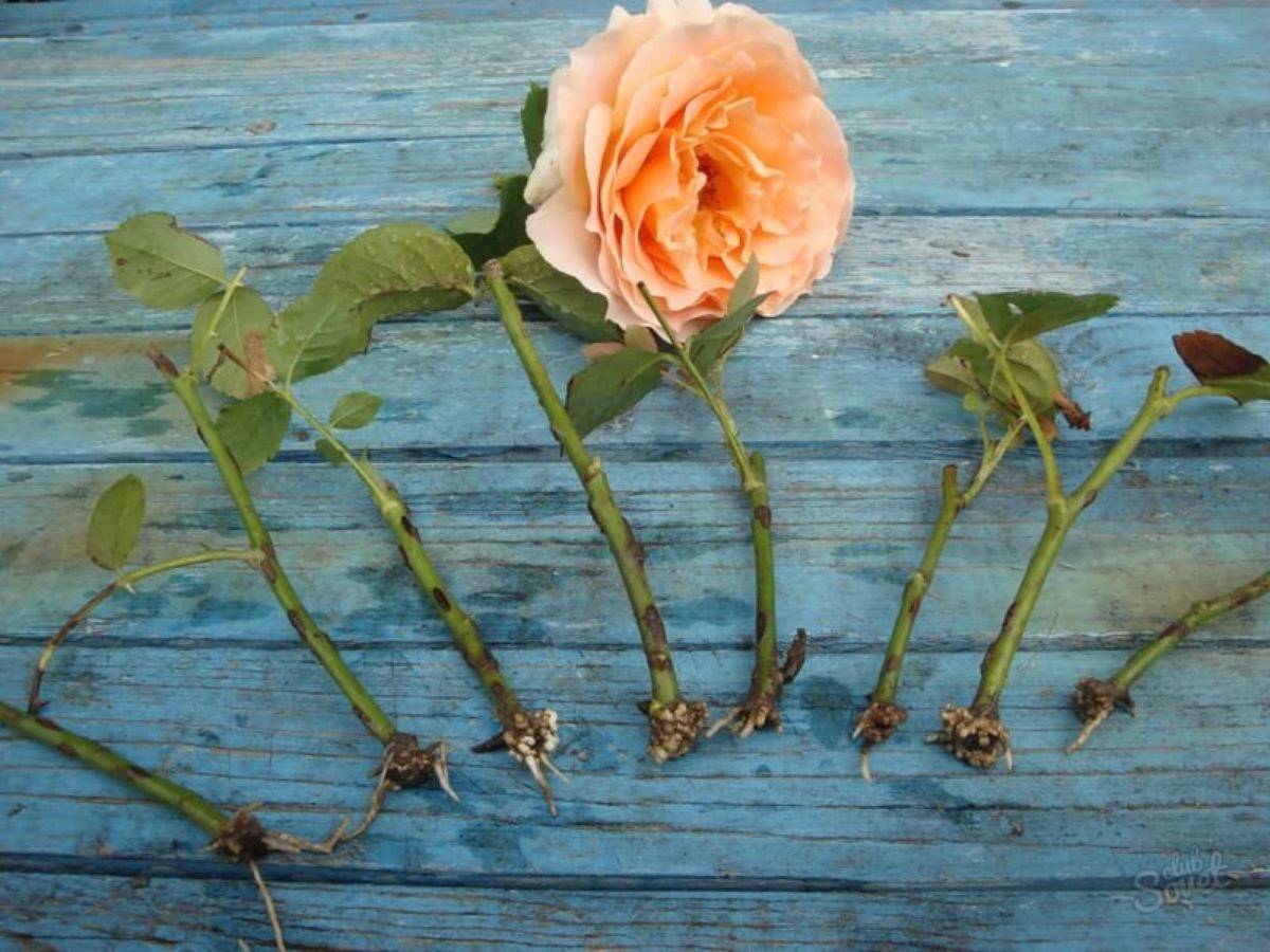 Размножение роз черенками из букета и в картошке, способы черенкования розы