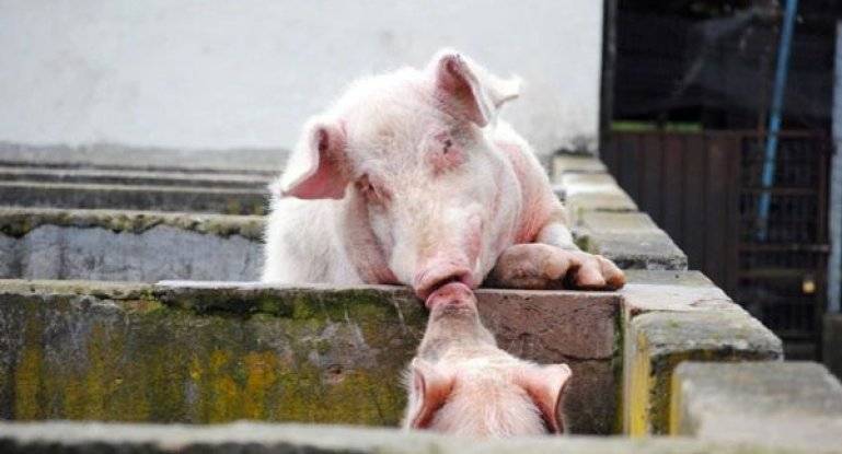 Гетерозис в свиноводстве: инбридинг, гибридизация свиньи