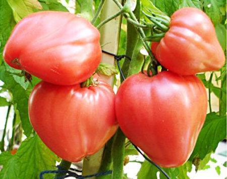 Томат «бычье сердце»: описание сорта, фото и основные характеристики помидоры русский фермер