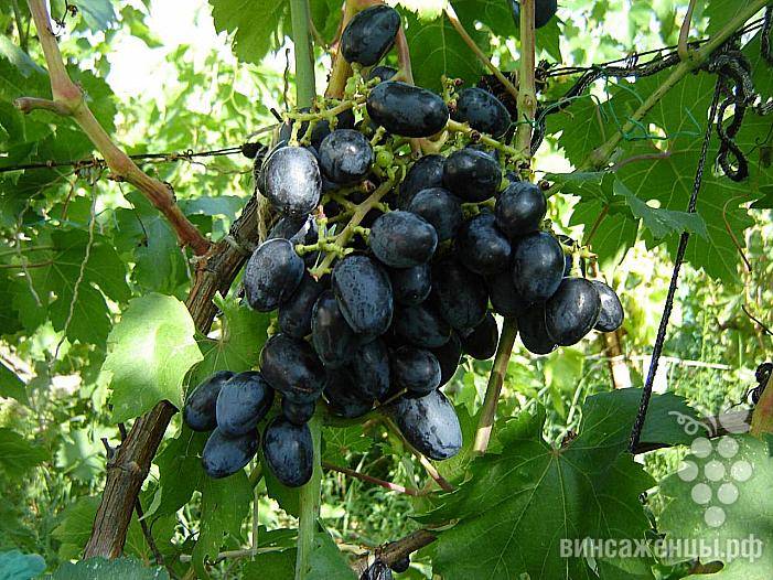 Виноград "гала": описание сорта, фото, отзывы