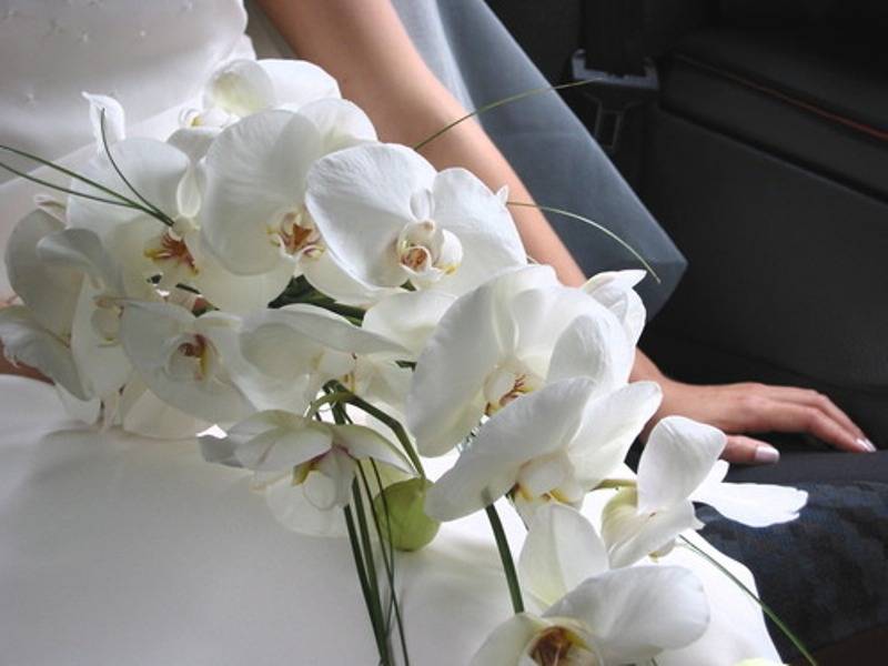 Необычные орхидеи: описание и фото растений с цветками оригинальной формы selo.guru — интернет портал о сельском хозяйстве