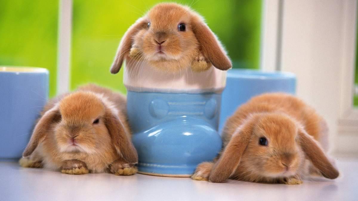 Как отличить кролика от крольчихи?