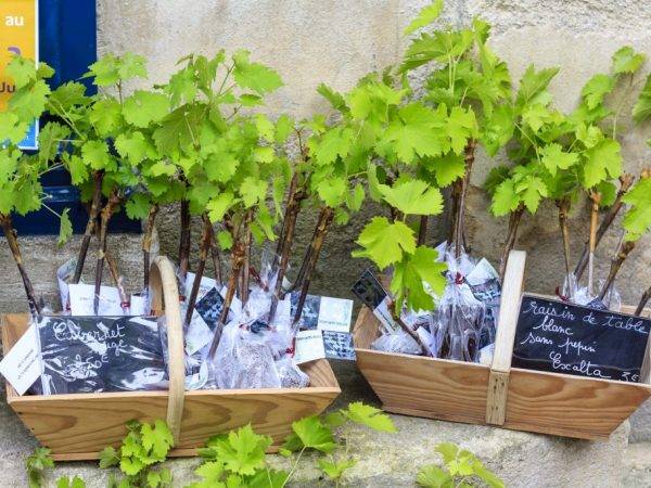 Описание и характеристики сорта винограда левокумский, происхождение и особенности выращивания