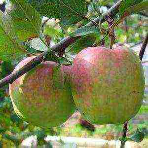 Сорт яблони заветное: описание, фото
