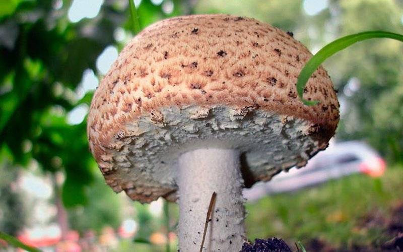 Выращивание шампиньонов, особенности ухода, грибной бизнес