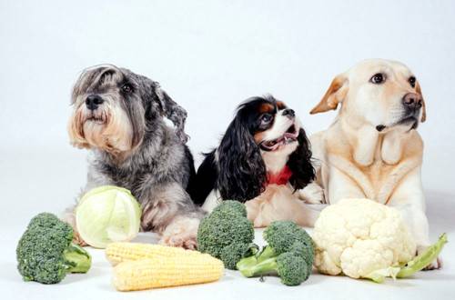 Какие крупы можно давать собакам и как варить, рекомендации | блог ветклиники "беланта"