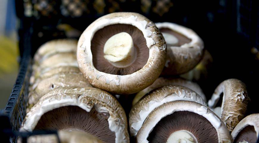 ✅ королевские шампиньоны: чем отличаются от обычных белых, грибы с коричневой шляпкой - tehnoyug.com