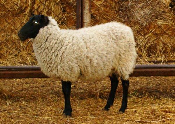 Романовская порода овец: внешний вид, продуктивность, содержание