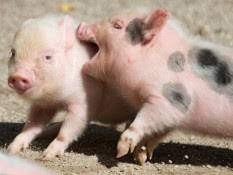Описание и характеристики свиней миргородской породы, особенности содержания