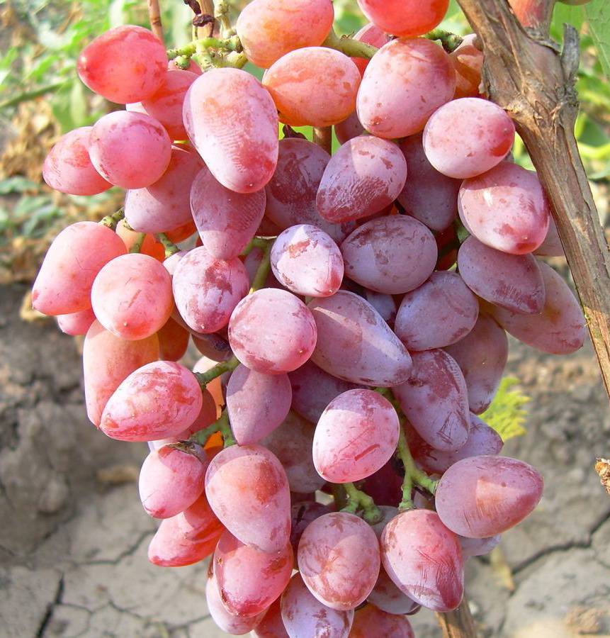 Виноград Тайга описание сорта, особенности выращивания, фото и отзывы