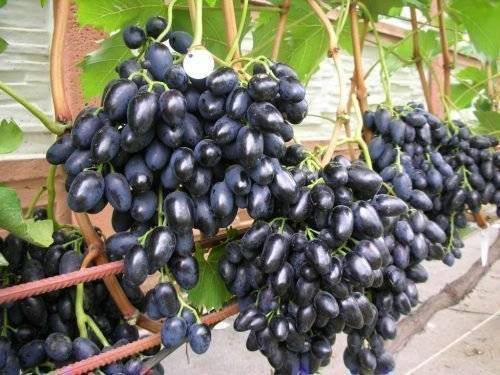 Виноград байконур: описание и характеристика сорта, посадка и уход