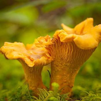 Лисички: описание популярного гриба с уникальными лечебными свойствами, где растут и когда собирать