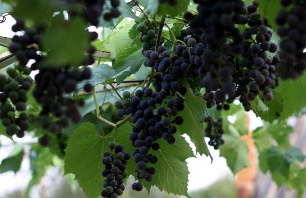 Как правильно поливать виноград в весеннее и летнее время