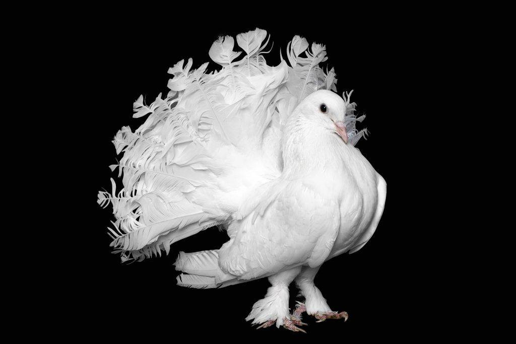 Голуби-павлины: обзор породы, ее фото и видео
голуби-павлины: обзор породы, ее фото и видео