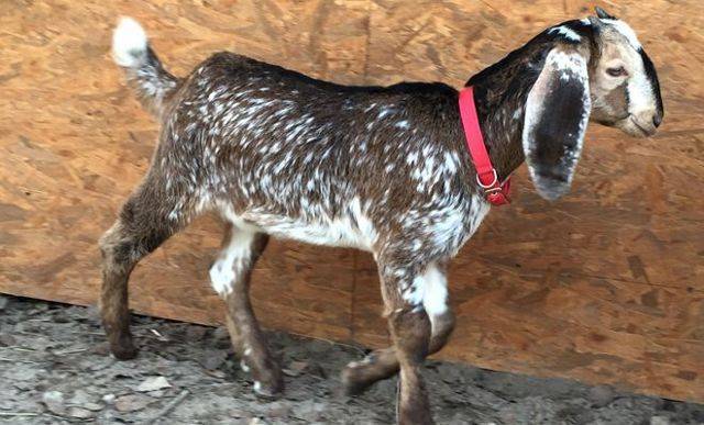Альпийско нубийская порода коз - ogorod.guru
