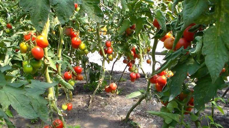 Описание и характеристики томата сорта пинк парадайз f1, урожайность и выращивание