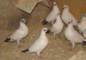 Венгерские высоколётные голуби: история происхождения, описание, содержание