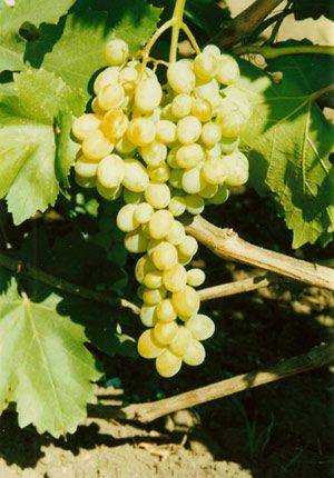 Виноград кишмиш: морозоустойчивые сорта, свойства, правила посадки и ухода