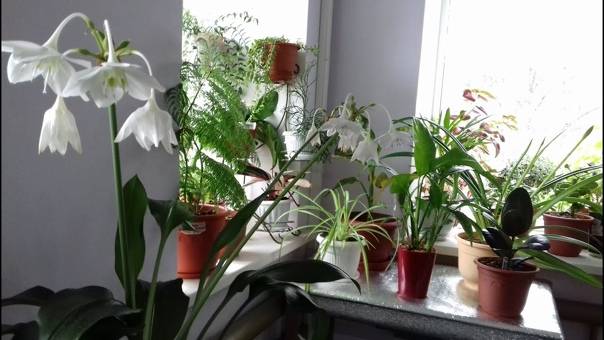 5 главных правил весеннего ухода за комнатными растениями