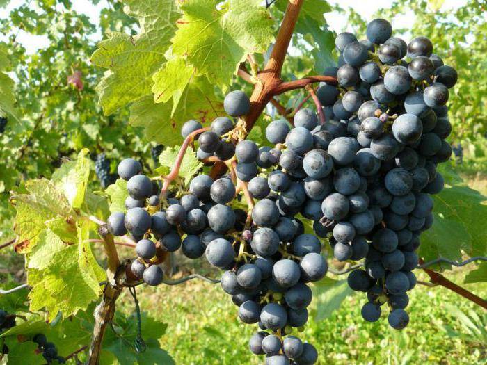 Виноград «красень»: описание сорта, фото, отзывы