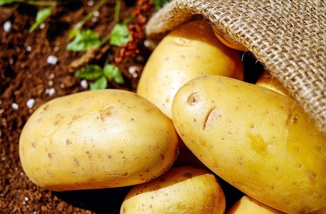 Сорт картофеля киевский свитанок: описание и характеристика, а также фото и выращивание этой картошки