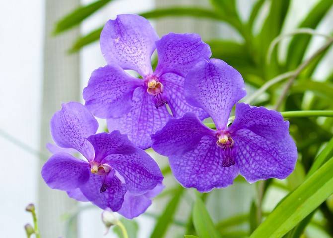 Орхидея ванда – виды с описанием и фото, особенности ухода, размножения и пересадки растения в домашних условиях