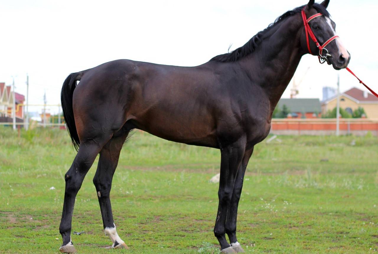 Карачаевская лошадь: породы, характеристика, отличия от кабардинской породы, описание с фото, видео, отзывы