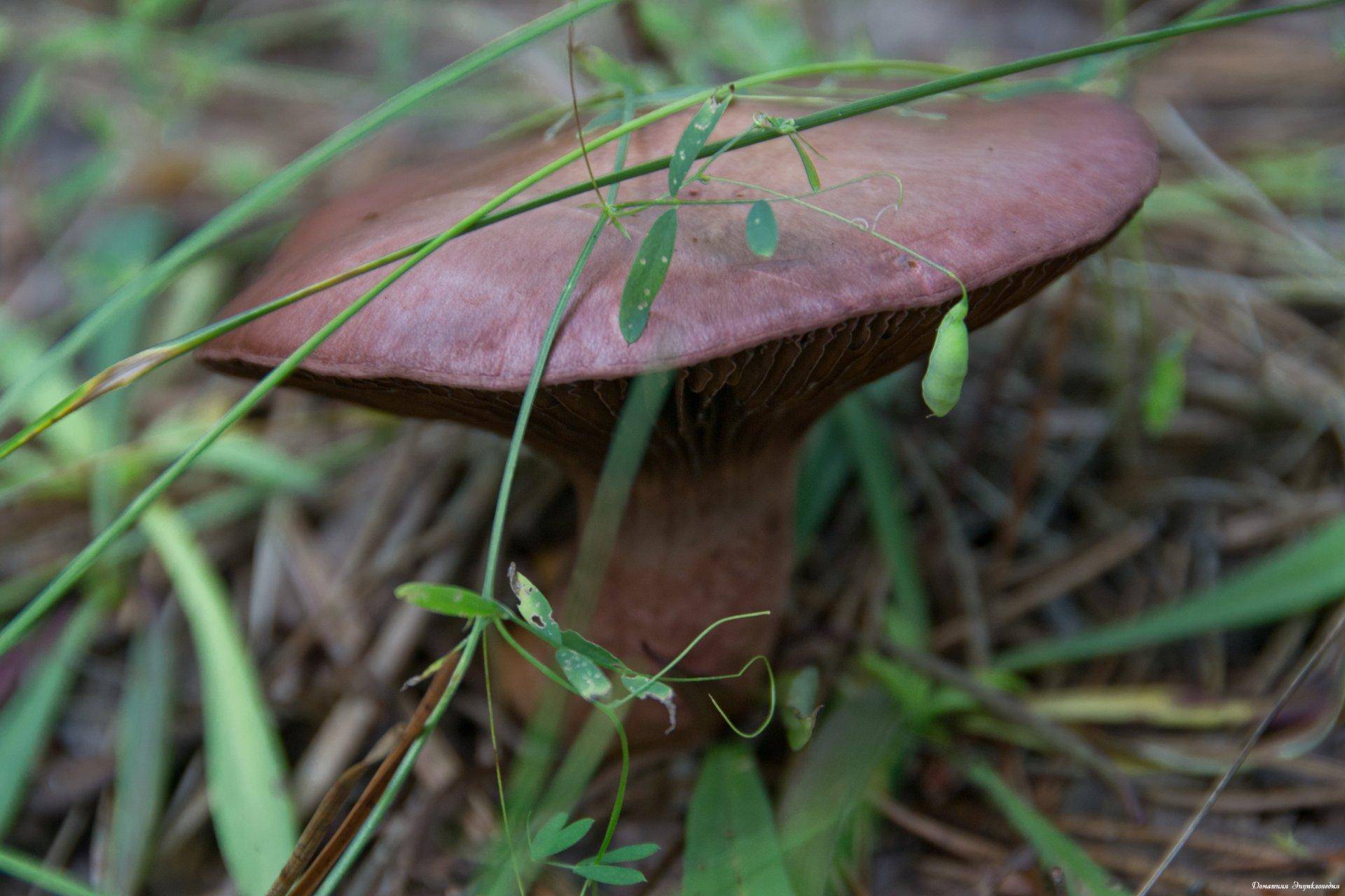 Мокруха сосновая (пурпуровая): описание, свойства, рецепты. фото гриба