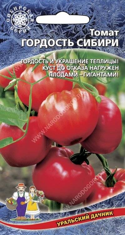 Томаты сибирской селекции – очень урожайные, фото и описание, ранние, для открытого грунта, теплиц