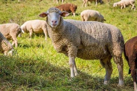 Болезни овец: симптомы, лечение и профилактика самых распространенных заболеваний. 70 фото и видео способов и методов лечения