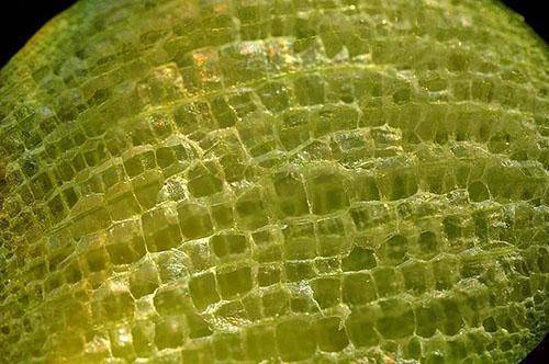 Эйхорния — водяной гиацинт, фото