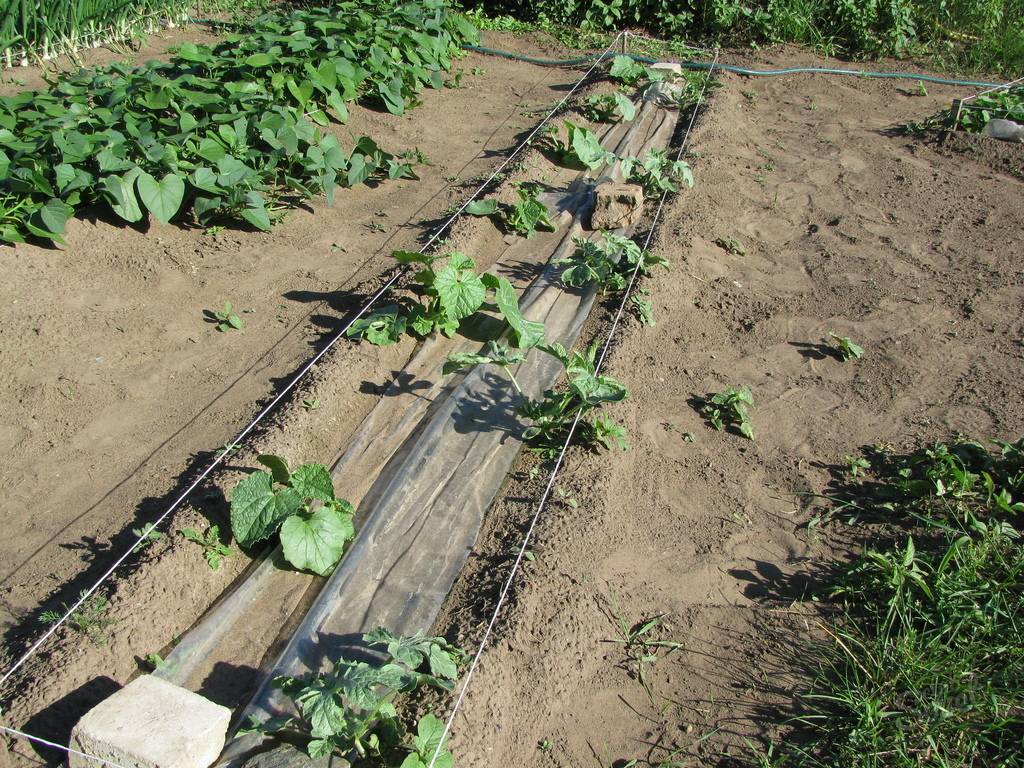 Выращиваем арбузы: основные правила агротехники и тонкости выбора сорта для разных регионов