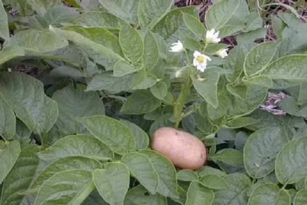 Картофель белорусский – вектор. описание клубней, правила выращивания, минусы, плюсы