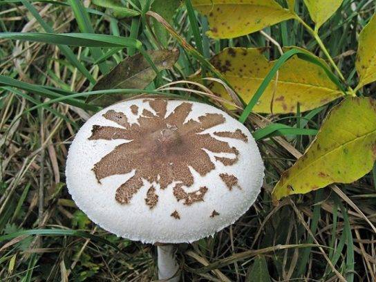 Гриб-зонтик конрада, о пользе гриба