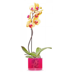 Горшок "корона" для орхидей с поддоном: чем хорош и плох, отзывы о кашпо