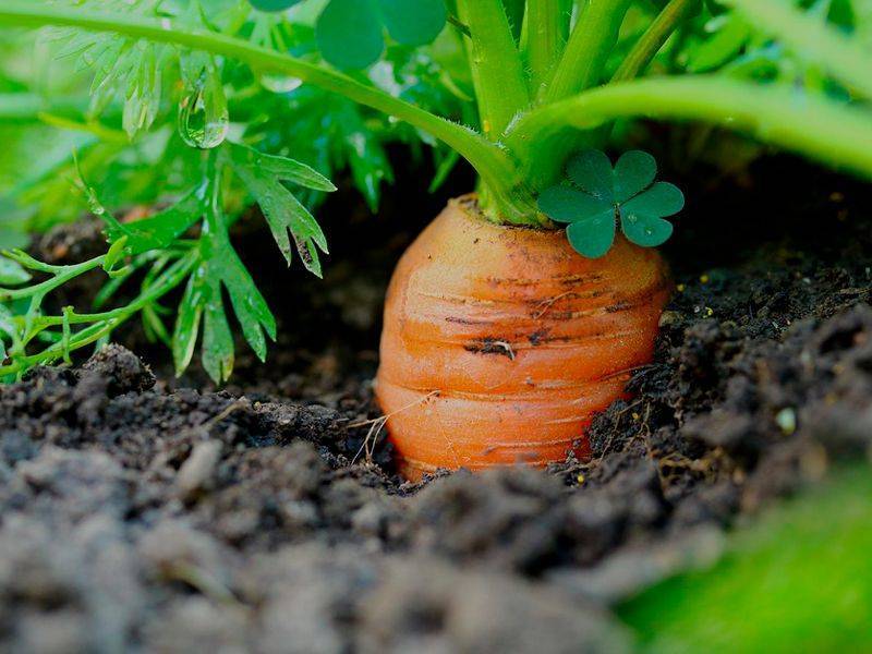 Подкормка моркови в открытом грунте народными средствами